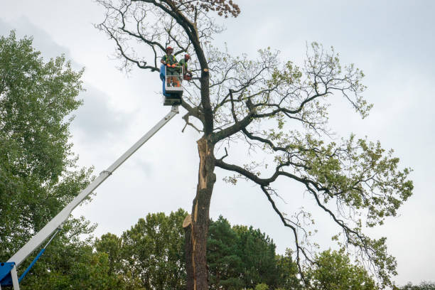 Best Tree Disease Treatment  in Bastrop, TX